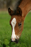 pferdefotos deutsches_reitpony
