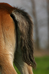 pferdefotos deutsches_reitpony