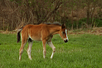 pferdefotos deutsches_reitpony