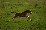 pferdefotos deutsches_reitpony
