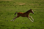 pferdefotos deutsches_reitpony