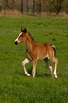 pferdefotos deutsches_reitpony
