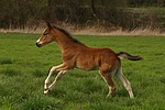 pferdefotos deutsches_reitpony