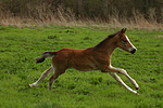 pferdefotos deutsches_reitpony
