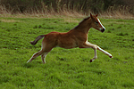 pferdefotos deutsches_reitpony