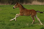 pferdefotos deutsches_reitpony