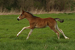pferdefotos deutsches_reitpony