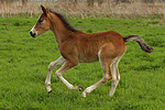 pferdefotos deutsches_reitpony