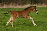 pferdefotos deutsches_reitpony