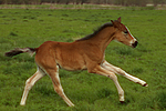 pferdefotos deutsches_reitpony