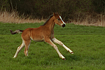 pferdefotos deutsches_reitpony