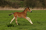 pferdefotos deutsches_reitpony