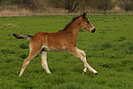 pferdefotos deutsches_reitpony