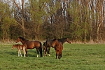 pferdefotos deutsches_reitpony