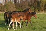 pferdefotos deutsches_reitpony