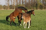 pferdefotos deutsches_reitpony