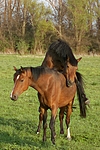 pferdefotos deutsches_reitpony