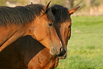 pferdefotos deutsches_reitpony