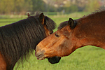 pferdefotos deutsches_reitpony