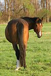pferdefotos deutsches_reitpony