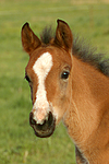 pferdefotos deutsches_reitpony