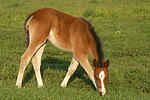 pferdefotos deutsches_reitpony