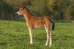 pferdefotos deutsches_reitpony