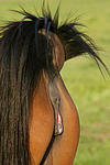 pferdefotos deutsches_reitpony