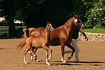 pferdefotos deutsches_reitpony