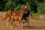pferdefotos deutsches_reitpony