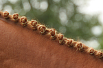 pferdefotos deutsches_reitpony