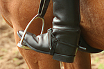 pferdefotos deutsches_reitpony