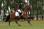 pferdefotos deutsches_reitpony