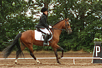 pferdefotos deutsches_reitpony