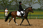 pferdefotos deutsches_reitpony
