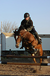 pferdefotos deutsches_reitpony
