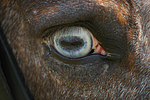 pferdefotos deutsches_reitpony