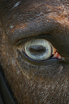 pferdefotos deutsches_reitpony