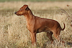 hundefotos zwergpinscher