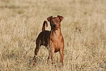 hundefotos zwergpinscher