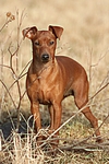 hundefotos zwergpinscher
