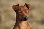 hundefotos zwergpinscher