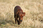 hundefotos zwergpinscher
