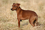 hundefotos zwergpinscher