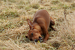 hundefotos zwergpinscher