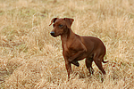 hundefotos zwergpinscher