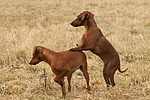 hundefotos zwergpinscher