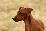 hundefotos zwergpinscher