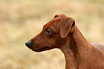 hundefotos zwergpinscher