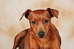 hundefotos zwergpinscher